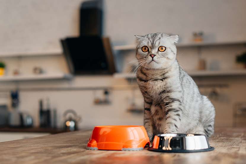 Správná a výživná strava kočce prospívá