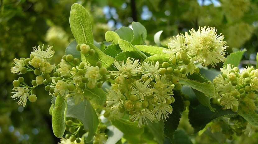 Léčivá síla pupenů stromů: lípa obecná (Tilia vulgaris)