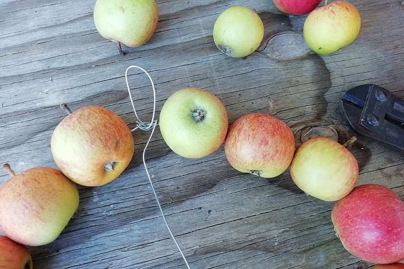 Podzimní věnec z malých jablíček: svažte do kruhu