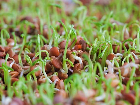 Naklíčená semena jsou zásobárnou vašeho zdraví (Zdroj: Depositphotos)
