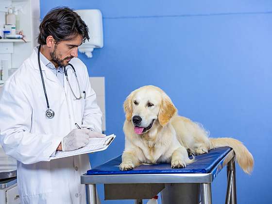 Víte, kdy navštívit se psem veterináře? (Zdroj: Depositphotos)