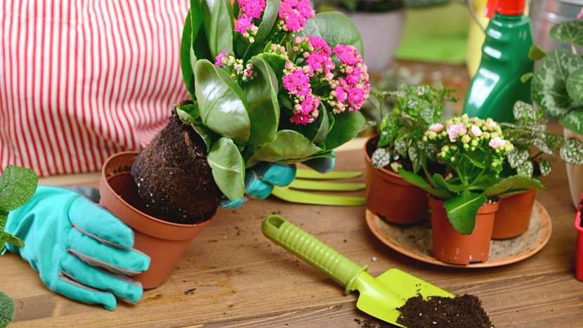 Pokojové rostliny potřebují na jaře přesadit: zásadně nepoužíváme staré plastové květináče