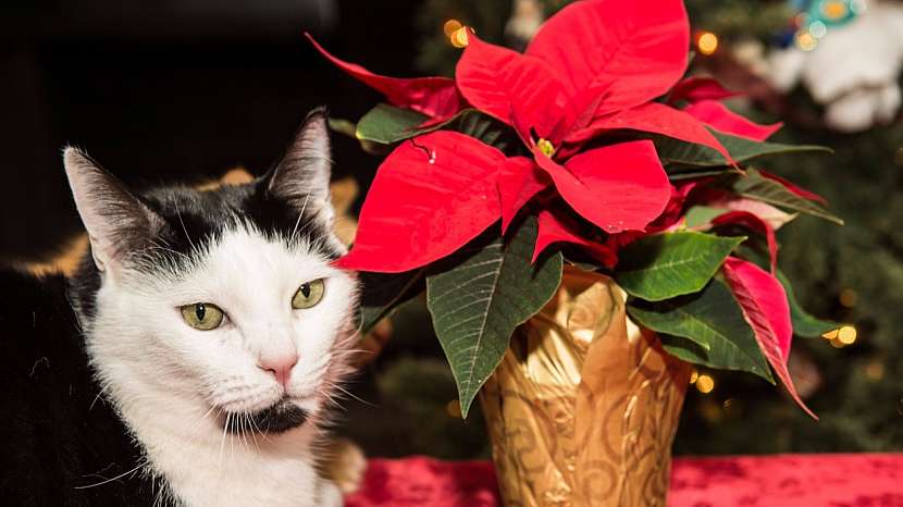 Vánoční hvězda je jedovatá a její pozření může být pro vaši kočičku osudné