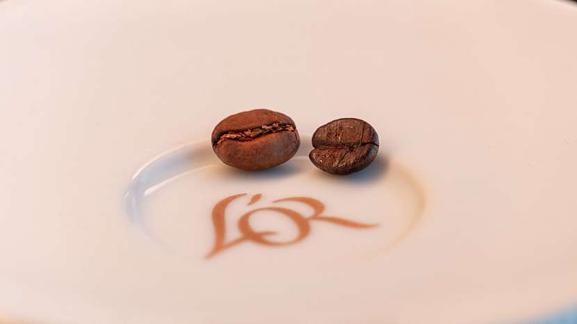 Káva Arabika vs Robusta