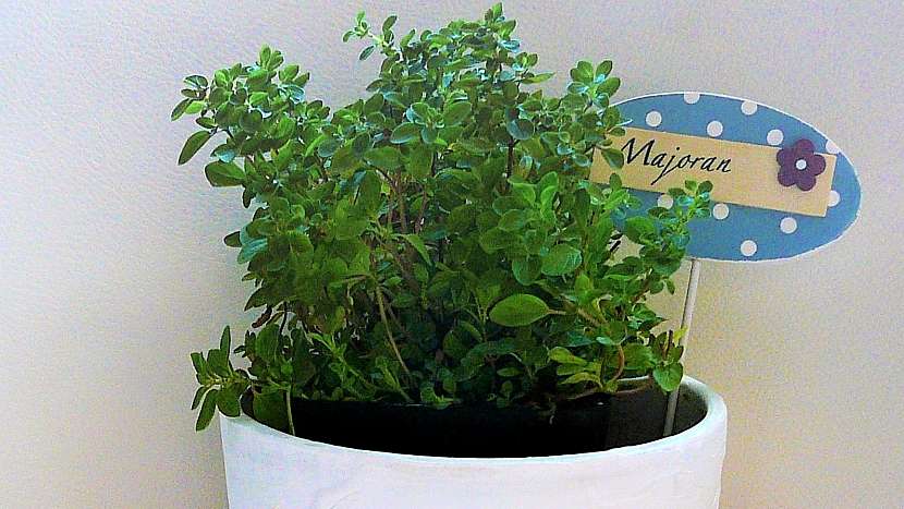 Majoránka zahradní (Origanum majorana)