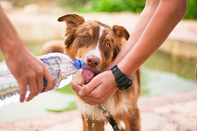 Na procházku vezměte psovi dostatek vody