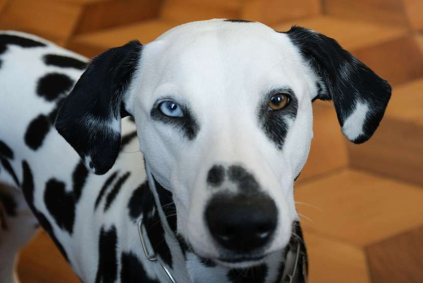 Dalmatin, který by měl být pro modré zbarvení oka vyřazen z chovu
