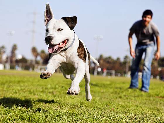 Enrichment pro psy jim zaručuje kvalitní aktivní život (Zdroj: Depositphotos (https://cz.depositphotos.com))