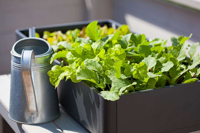 Pěstování salátu a ředkviček v truhlíku