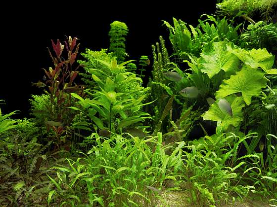 Aby akvárium vypadalo krásně, vyberte vhodné rostliny (Zdroj: Depositphotos (https://cz.depositphotos.com))