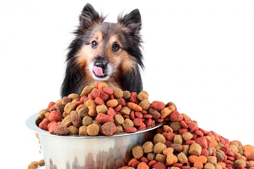 U starších psů je obecně dobré snížit krmné dávky