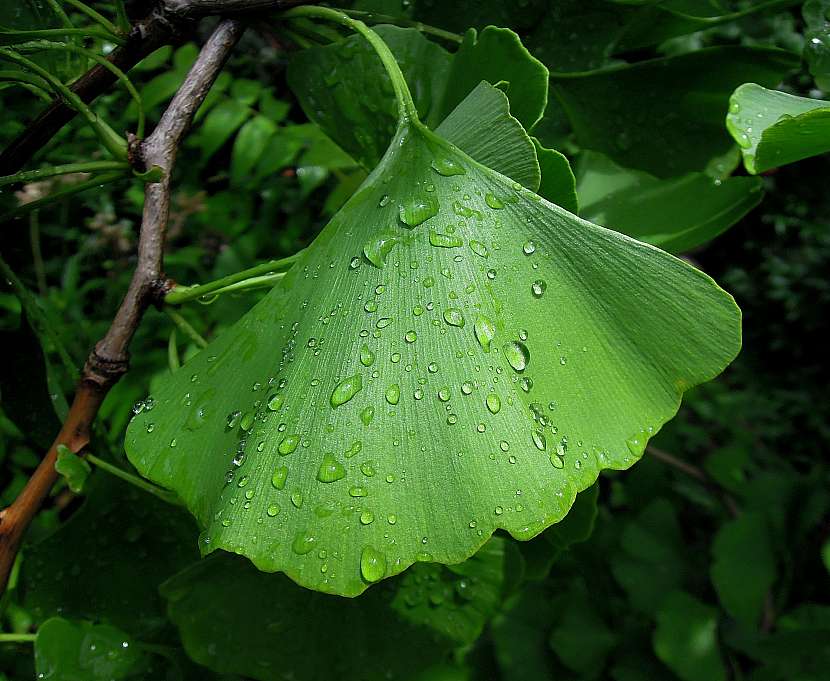 Ginkgo biloba