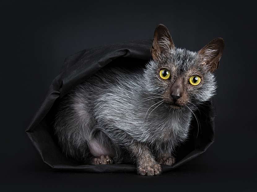 Plemeno lykoi