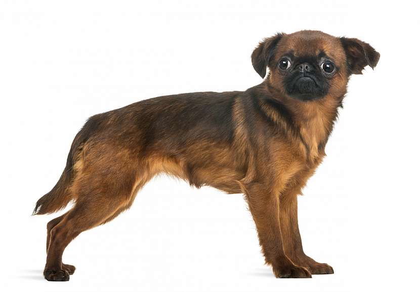 Grifonek brabantský: Rozvážný, přátelský a vyrovnaný psík