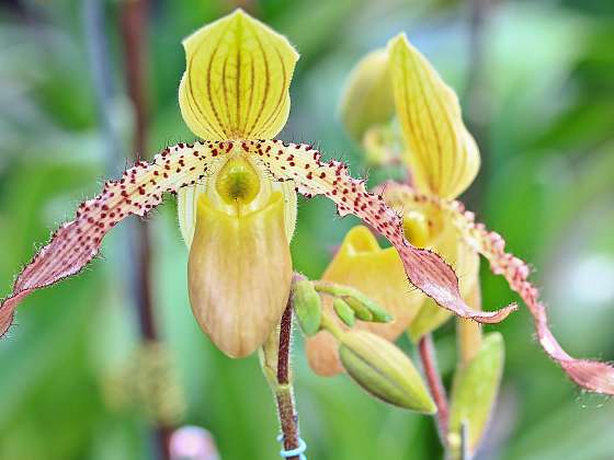 Orchidej střevíčník se pěstuje v různých variantách (Zdroj: Depositphotos (https://cz.depositphotos.com))