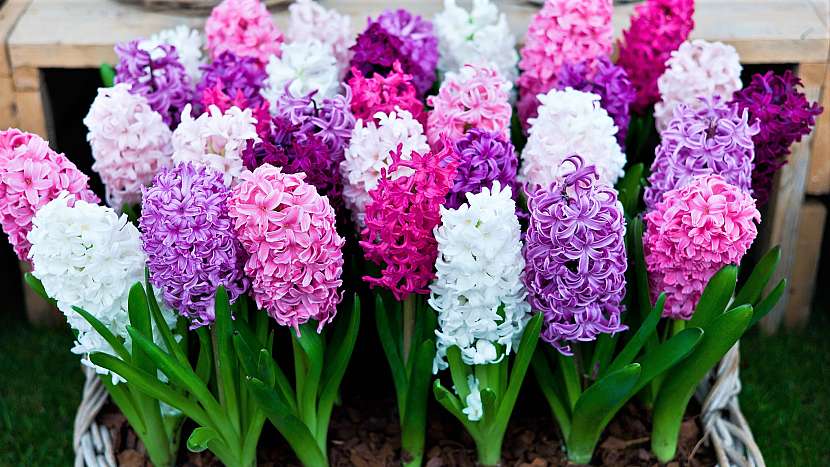 Hyacinty (Hyacinthus) jsou vyhledávané jarní cibuloviny, oblíbené díky atraktivním, podmanivě vonícím  květům