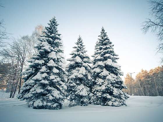 Les v zimě vybízí k vánočnímu pohoštění pro zvířátka (Zdroj: Depositphotos)