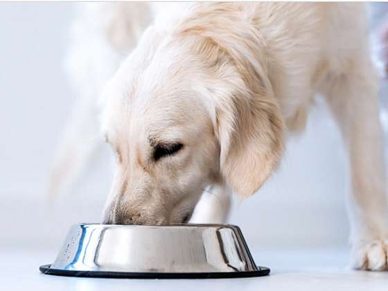 Špatně zvolené psí krmivo může způsobit vážné zdravotní komplikace (Zdroj: Yoggies)