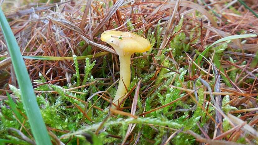 Šťavnatka modřínová (Hygrophorus lucorum) je typickou jedlou houbou, která ke svému růstu mráz přímo potřebuje