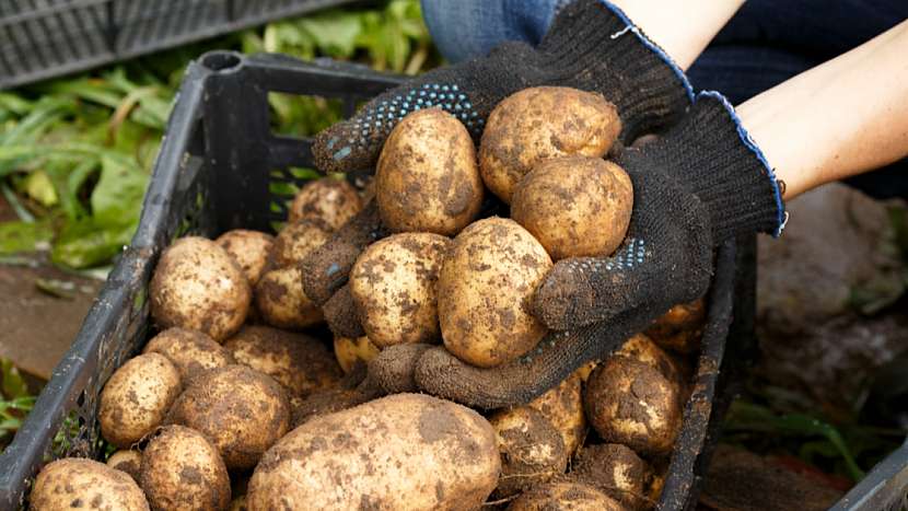Jak a jaké brambory skladovat: sklizené brambory nejdříve pečlivě přeberte