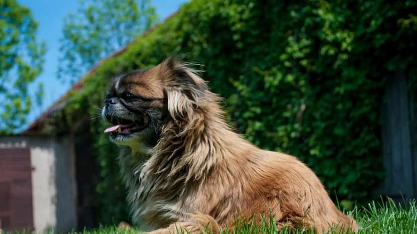 Jedno z nejstarších psích plemen, pekingský palácový psík