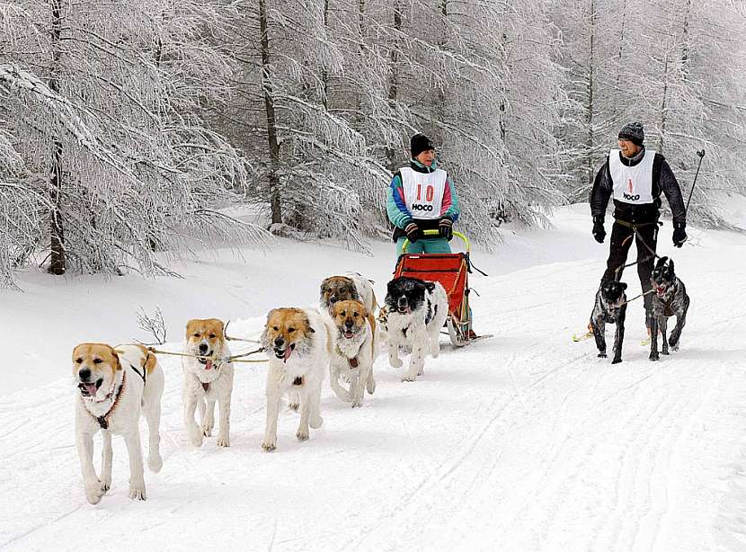 Český horský pes je mimo jiné vynikající „musher“