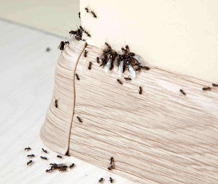 Mravenci umí potrápit