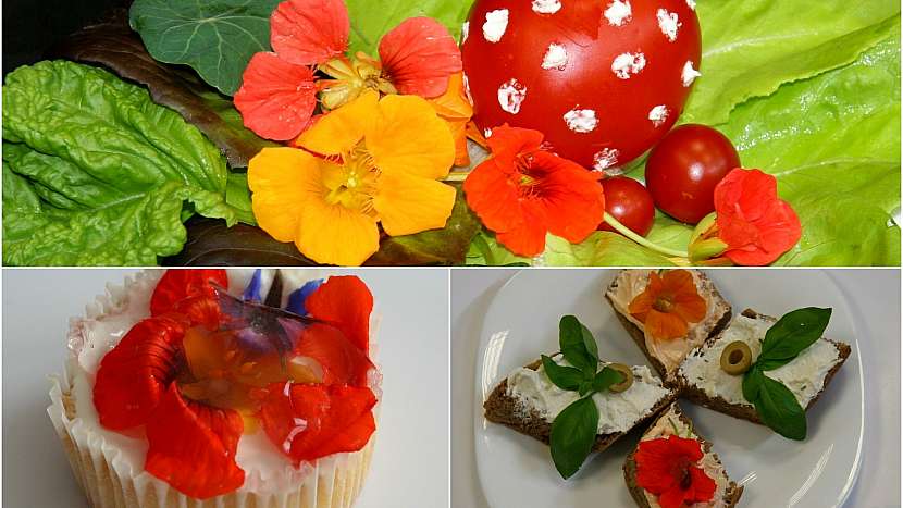 Jedlé květy lichořeřišnice jako ozdoba salátů, jednohubek i zákusků