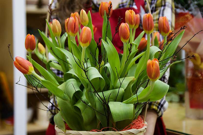 Tulipány dokáží vyrůst i ve váze