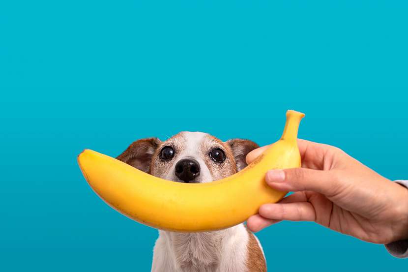 S banány to u psů nepřehánějte, mají nadbytek cukru