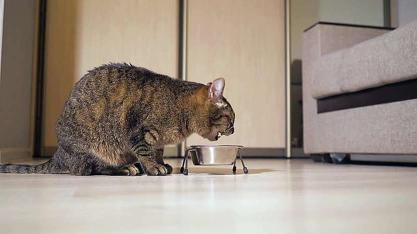 Kvalitní vyvážená strava je pro kočičího seniora nezbytná