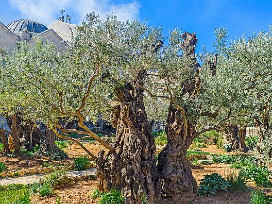 Starý olivovník v Getsemanské zahradě (Zdroj: Depositphotos (https://cz.depositphotos.com))