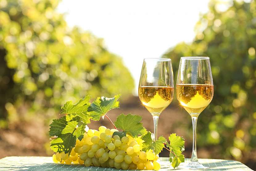 Milovníci vína se každoročně těší na svatomartinská vína z českých a moravských vinic. Mezi nimi jsou i ty méně časté odrůdy