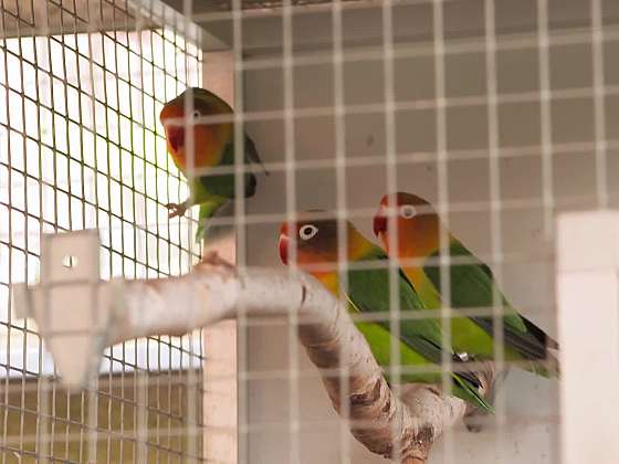Připravte papouškům letní voliéru (Zdroj: archiv FTV Prima)