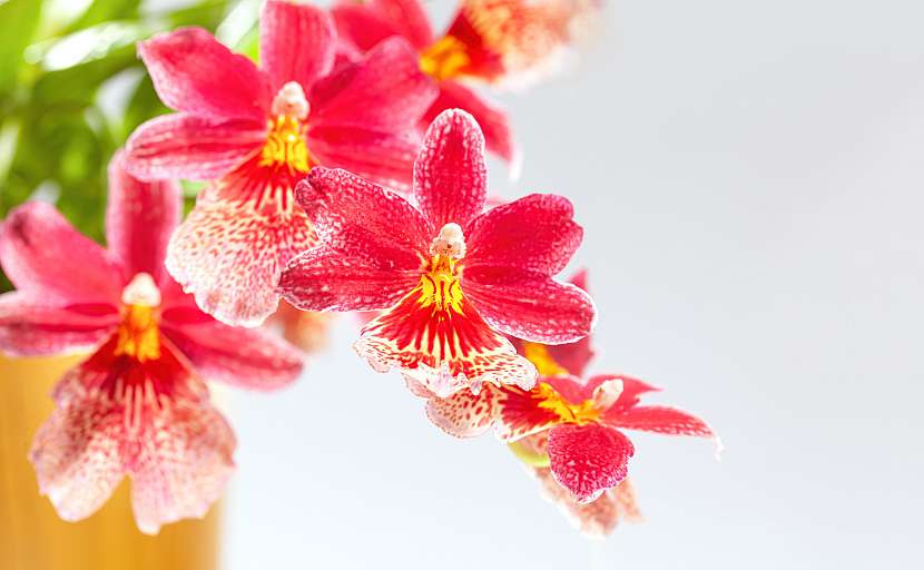 Typický květ orchideje Cambria