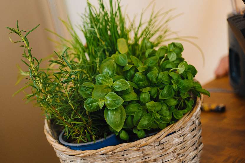 Kromě salátových nebo špenátových listů můžeme použít i zelené bylinky