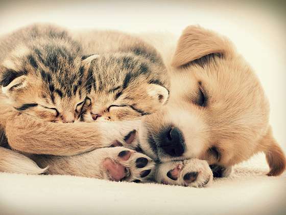 Odčervení psů a koček by se mělo stát pravidelnou součástí vašeho společného života (Zdroj: Depositphotos (https://cz.depositphotos.com))