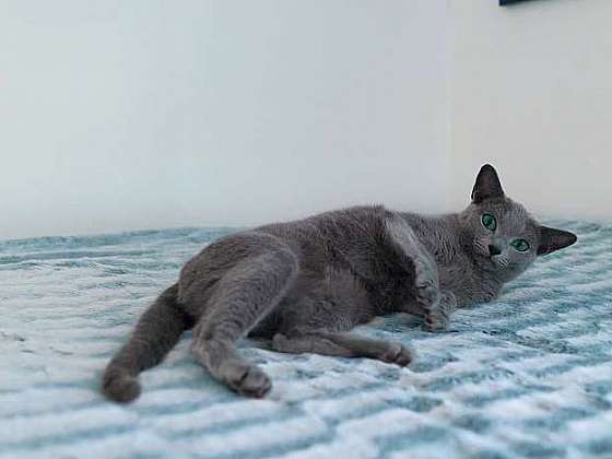 Ruská modrá kočka je odolné a dlouhověké plemeno (Zdroj: Prima DOMA MEDIA, s.r.o.)