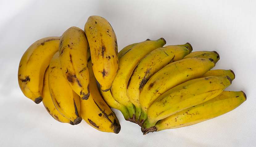 Dozrávající baby banány. Tečky ani hnědé skvrny vůbec nevadí