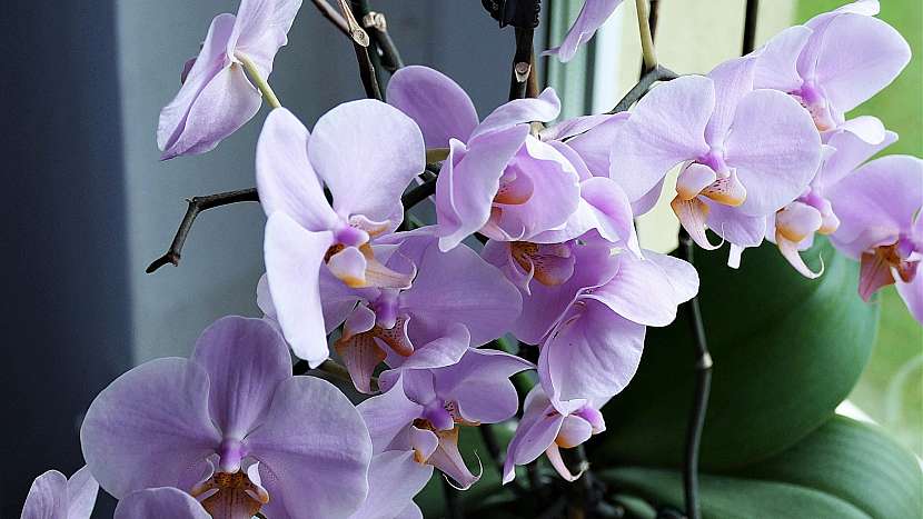 Rostliny nebezpečné pro kočky: orchideje jsou toxické pro kardiovaskulární systém
