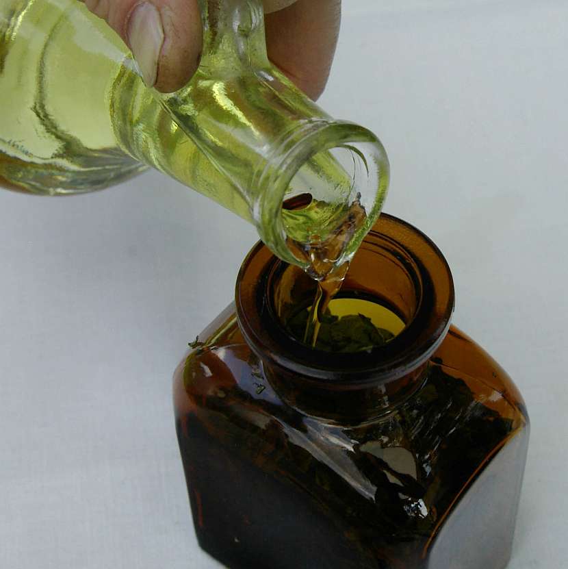 Bylinky můžete zalít rostlinným olejem
