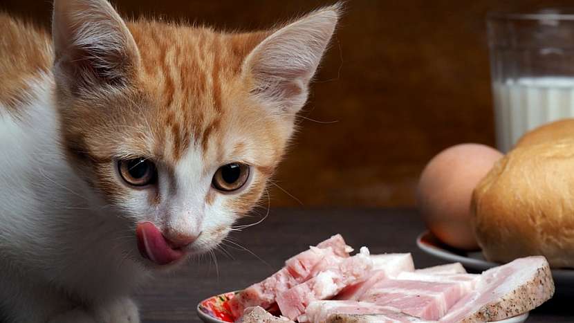 4 chyby, které při krmení koček děláme: podstrojujeme koťatům