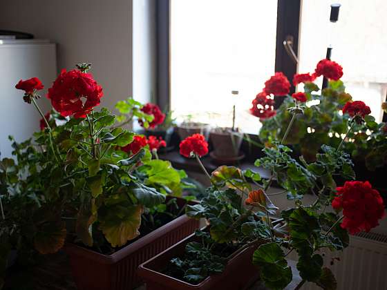 Muškáty v zimě nesmí mít květy a pro jejich úspěšné přezimování je vhodná teplota do 10 °C (Zdroj: Depositphotos (https://cz.depositphotos.com))