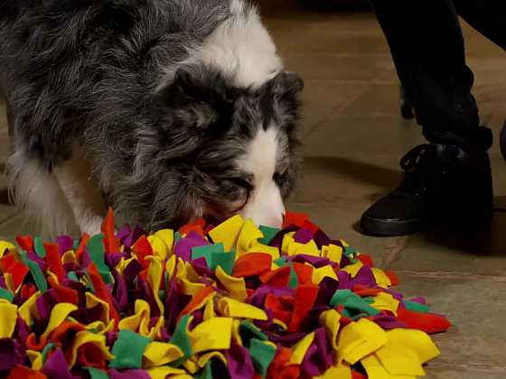 Kobereček z flísu patří mezi interaktivní hračky pro psy (Zdroj: Prima DOMA)