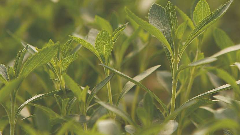 Stévie sladká (Stevia rebaudiana) se dá pěstovat venku na slunném záhoně; nejlépe se jí daří ve skleníku