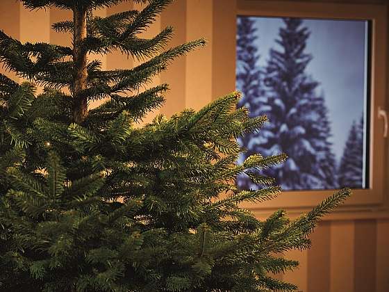 Vánoční stromeček. Výběr, skladování a péče (Zdroj: Hornbach)