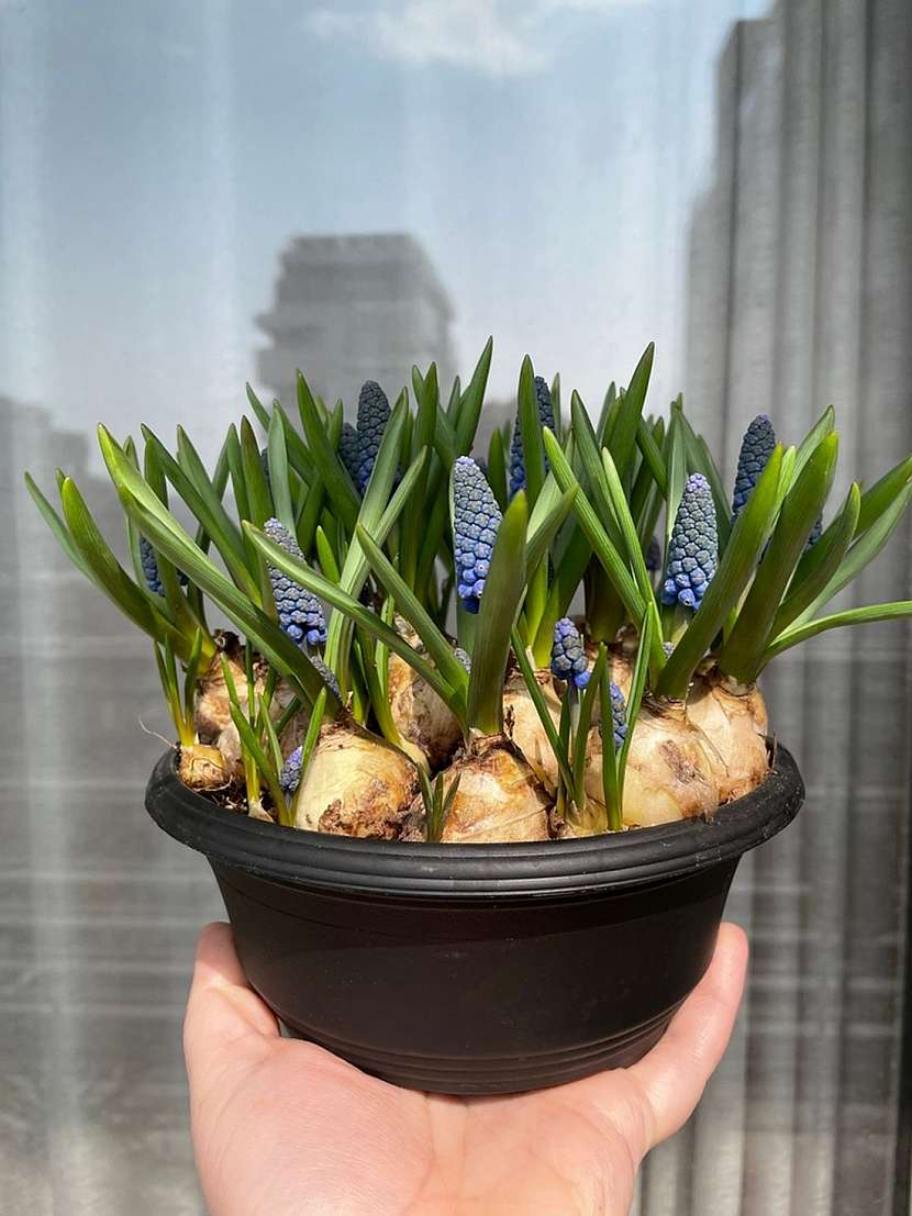 V interiéru je můžete aranžovat do nejrůznějších nádob