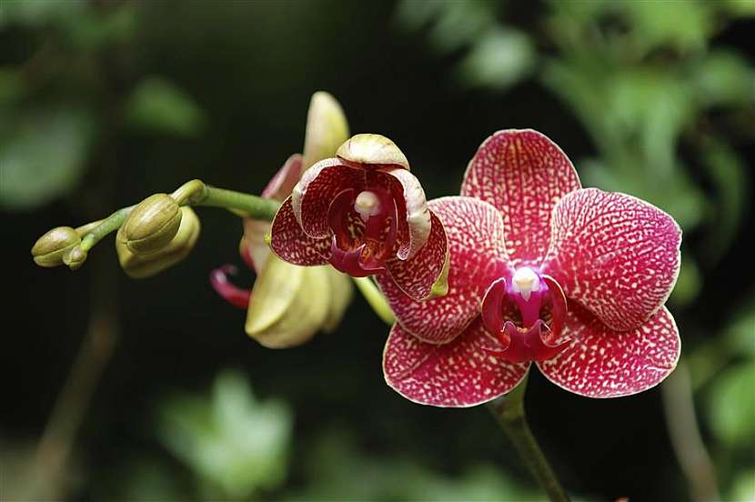 Výstava orchidejí, sukulentů a jiných exotických rostlin