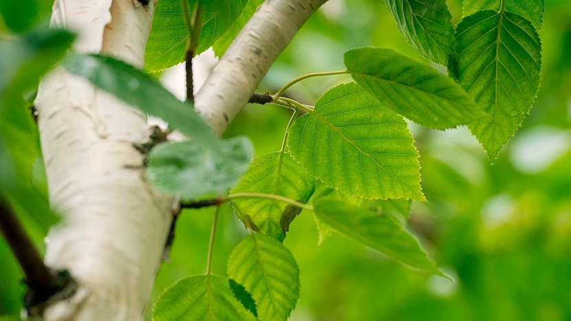 Léčivá síla pupenů stromů: bříza bělokorá (Betula pendula)