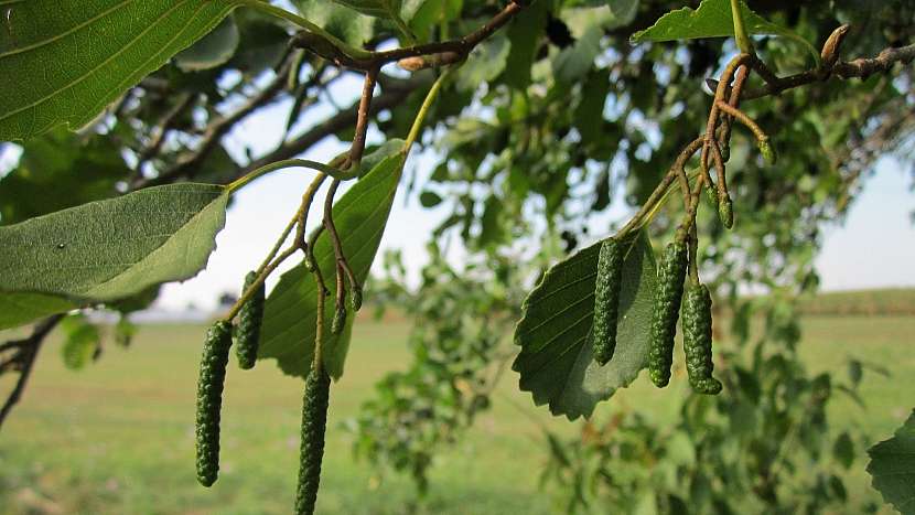 Léčivá síla pupenů stromů: olše lepkavá (Alnus glutinoza)